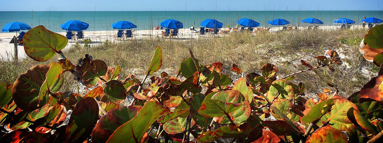 View of Rental umbrellas and chairs on the beach
